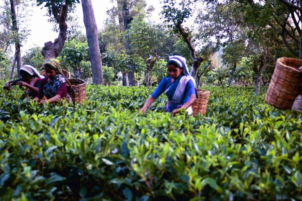 Tea pluckers in a tea field in Sri Lanka